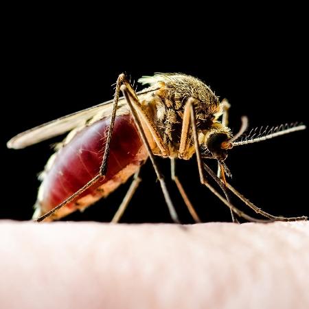 O flebotomíneo conhecido popularmente como mosquito palha é o principal vetor de transmissão da leishmaniose - iStock