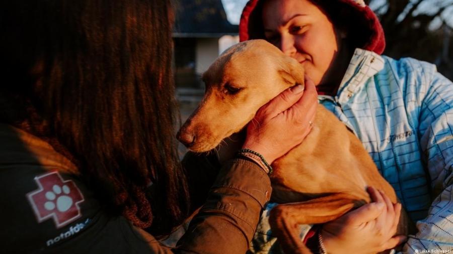 Abrigo de animais em Berehove, na Ucrânia, perto da fronteira com a Hungria - Luisa Schlepper