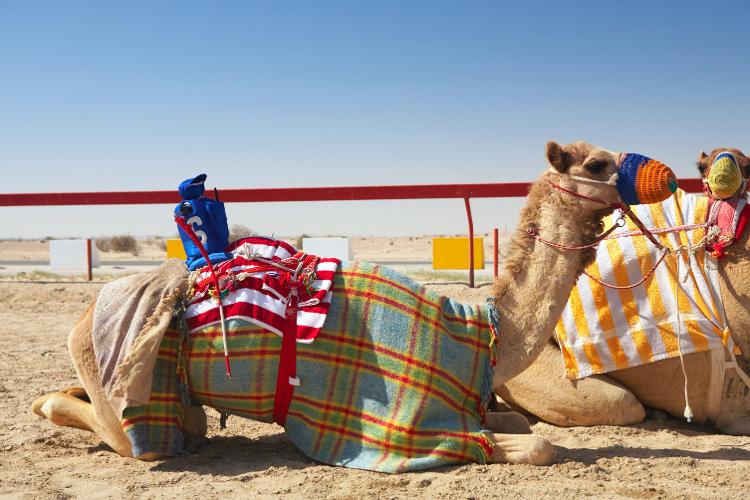 Corrida de camelos no Qatar -  - forgiss/Getty Images/iStockphoto - forgiss/Getty Images/iStockphoto