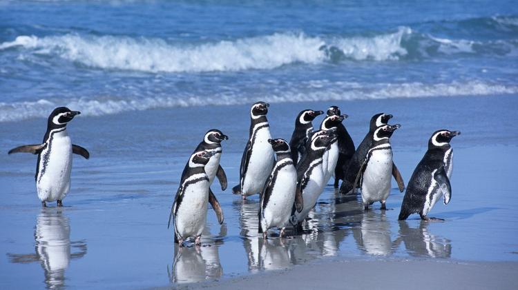 Pinguins-de-magalhães na praia - Getty Images - Getty Images