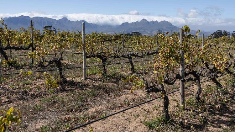 Com o aquecimento global se tornando uma preocupação crescente para os viticultores, alguns vinhedos na região vinícola da Cidade do Cabo, na África do Sul, estão repensando seus métodos para ajudar a mitigar os efeitos das temperaturas mais altas e da seca
