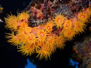 Coral que é praga no nosso litoral pode virar remédio para doença de Chagas
