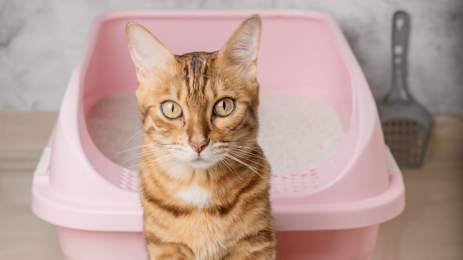 Se o cheiro não for totalmente eliminado, o gato pode voltar a urinar no mesmo lugar Se o cheiro não for totalmente eliminado, o gato pode voltar a urinar no mesmo lugar