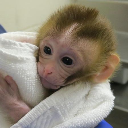 Macaco batizado de "Grady" foi o primeiro ser vivo a nascer da técnica  - Oregon Health and Science University