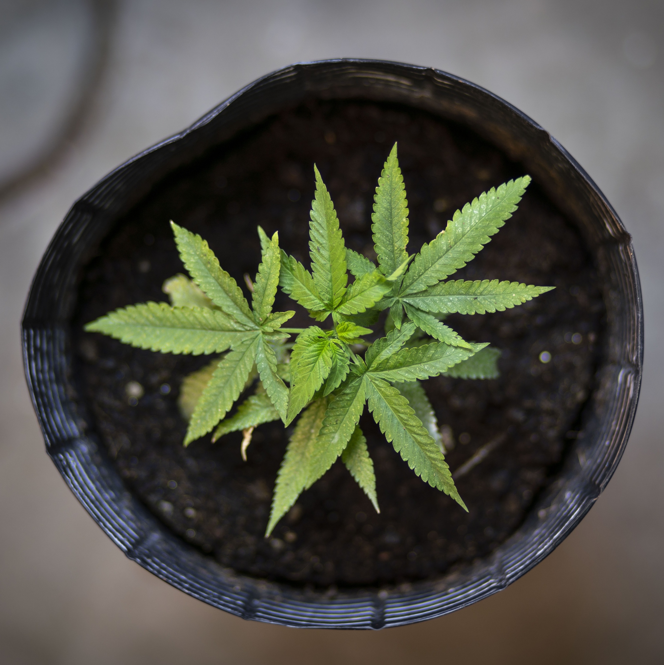 Maiores afetados pela liberação da maconha no Brasil seriam os