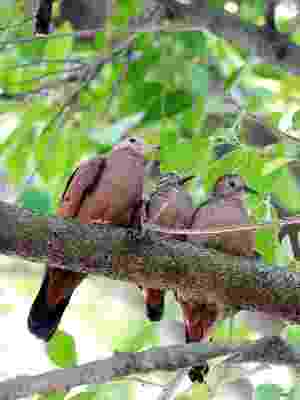 Observacao De Aves Ou Birdwatching 10 Tipos De Passaros Para Observar