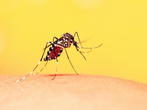 Dengue mosquito, Aedes aegypti - iStock - iStock