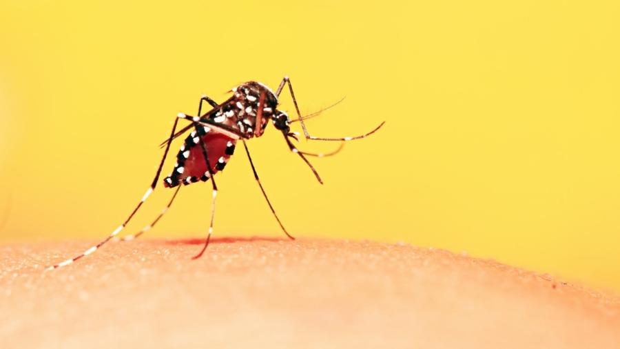 Mortes por dengue subiram 138% este ano em comparação com o ano inteiro de 2021 - iStock