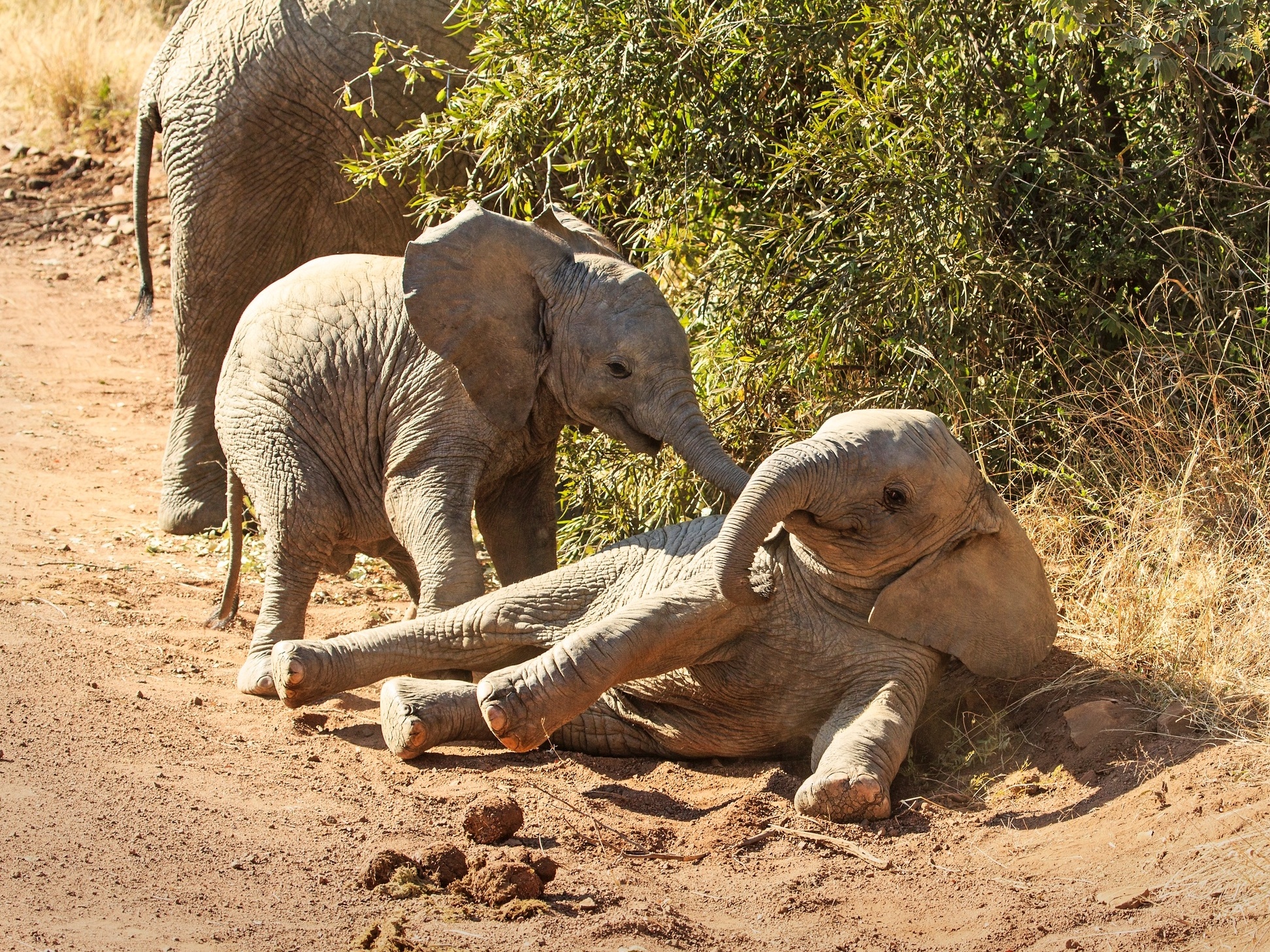 Caçados, elefantes nascem sem presas e são 'salvos' por abelhas.