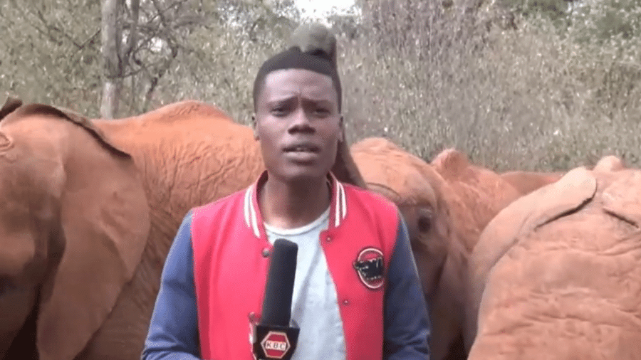 Jornalista Alvin Patterson Kaunda é interrompido por brincadeira de bebê elefante - Reprodução/Instagram