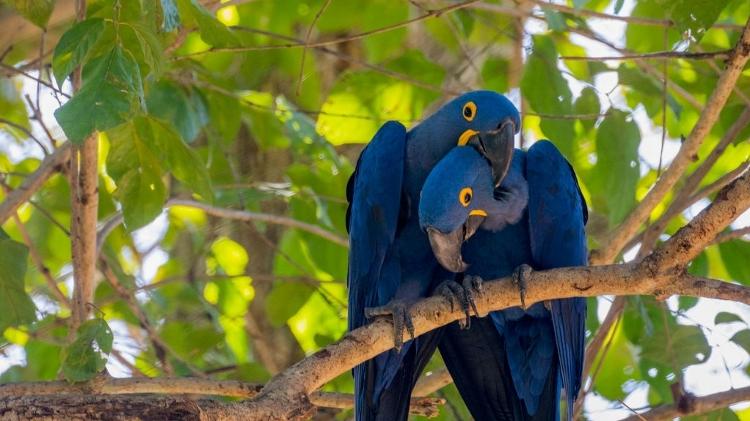 Arara-azul - Wolfgang Kaehler/LightRocket via Getty Images - Wolfgang Kaehler/LightRocket via Getty Images