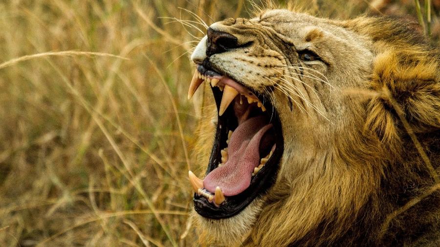 Sons de leões se mostraram menos assustadores que conversas de humanos, diz estudo