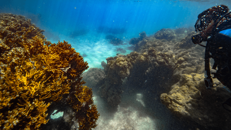 O turista se beneficia da conservação dos recifes de corais tomando banho em águas calmas, fazendo snorkeling, passeio de jangada ou de barco, prática de caiaque e por meio da formação de ondas para surf.