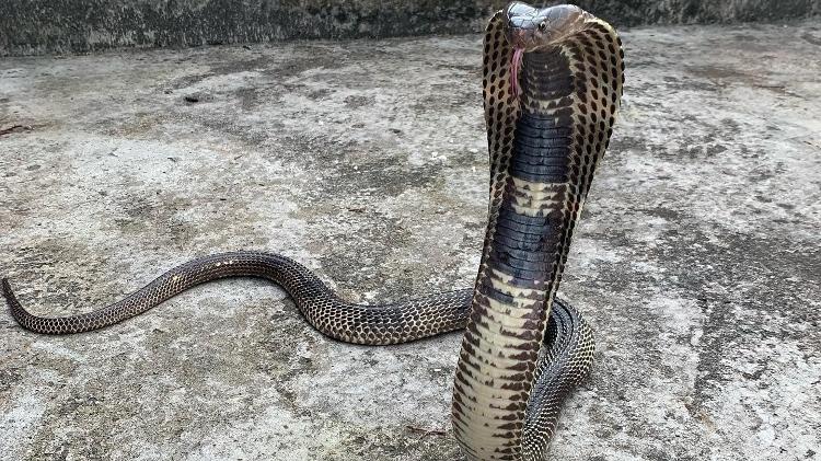 Cobra-cuspideira-birmanesa (Naja mandalayensis), um tipo de naja cujo veneno causa paralisia no sistema nervoso