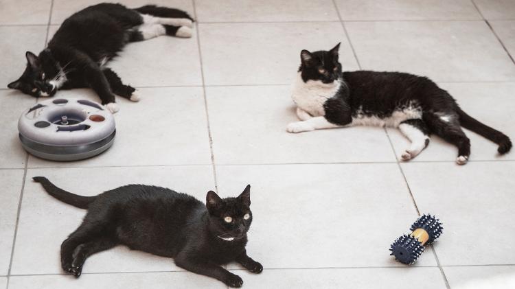 Sexta-feira 13 é dia de alerta para os protetores de animais - Carine Wallauer/UOL - Carine Wallauer/UOL