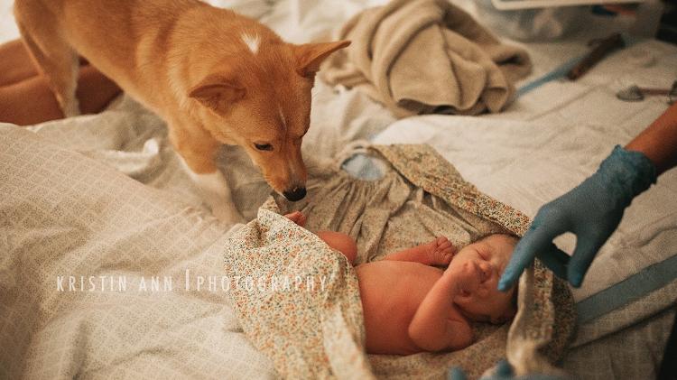 Corgi acompanha parto - Kristin Ann Photo - Kristin Ann Photo