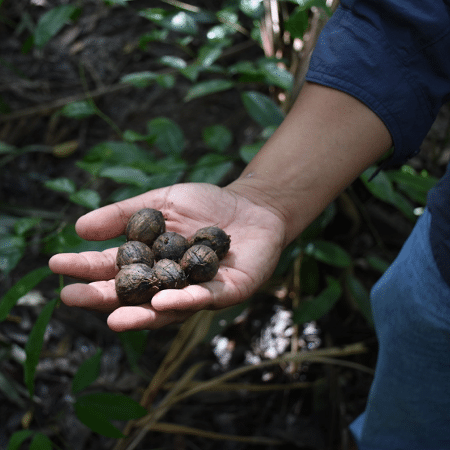 Semente de murumuru, fruto nativo da Amazônia cujo óleo é usado na indústria de cosméticos - Franz Krämer/Sociobioamazonia/CC BY-NC 