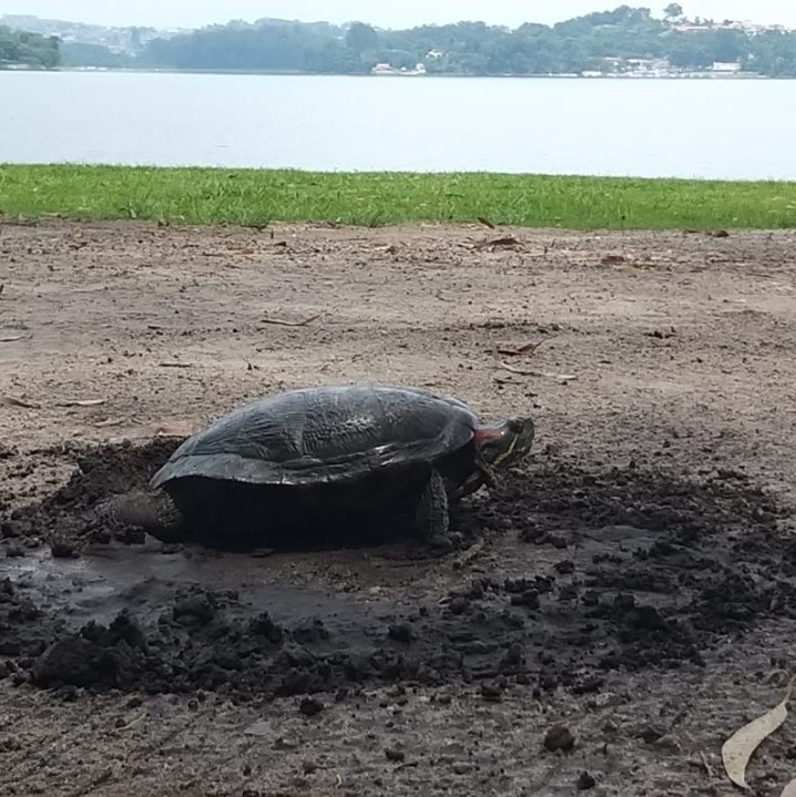 População de São Paulo abraça represa Guarapiranga em mobilização