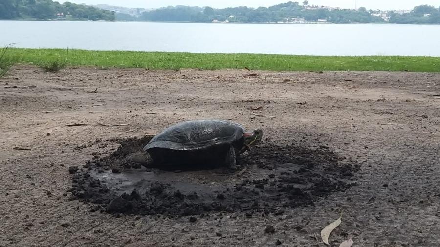 Tartaruga de água doce flagrada desovando nas margens da Represa Guarapiranga, zona sul de São Paulo - Michel Pollmer