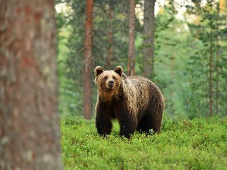 Eles não são "caçadores de humanos", mas defendem-se de ameaças: algumas técnicas garantem a segurança - Getty Images/iStockphoto