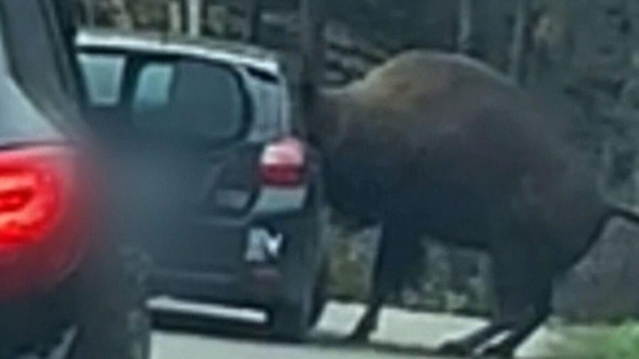 Bisão fica preso em carro em zoológico - Reprodução