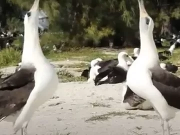 Aos 72 anos, ave mais velha do mundo é flagrada em dança de acasalamento