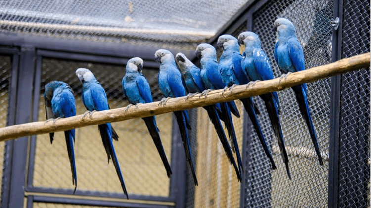 Ararinhas-azuis em um recinto construído especialmente para a espécie no Zoológico de São Paulo. O zoológico atualmente abriga 27 aves, com uma capacidade máxima de 44. Mas este número não seria suficiente para abastecer a meta de reintroduzir 20 aves por ano