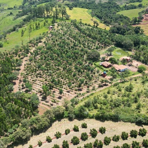 Com agrofloresta, produção em município paulista aumenta 60%