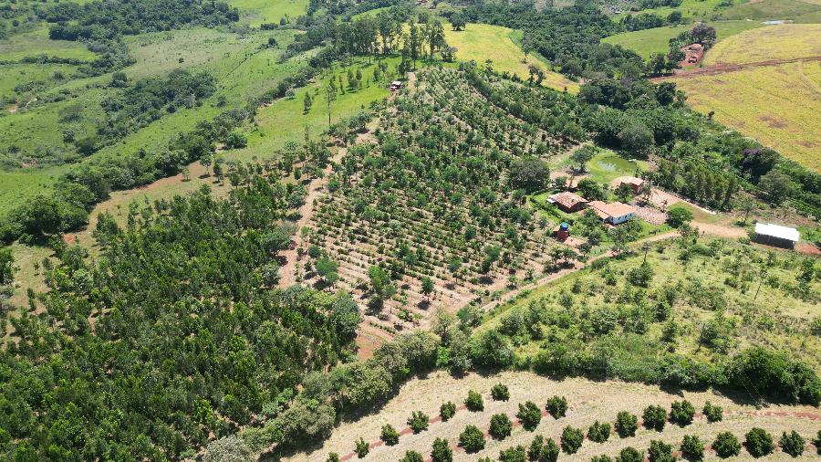 Investindo no sistema agroflorestal, Valter Ziantoni conseguiu dobrar sua produc?a?o de cafe? - Arquivo pessoal/Valter Ziantoni