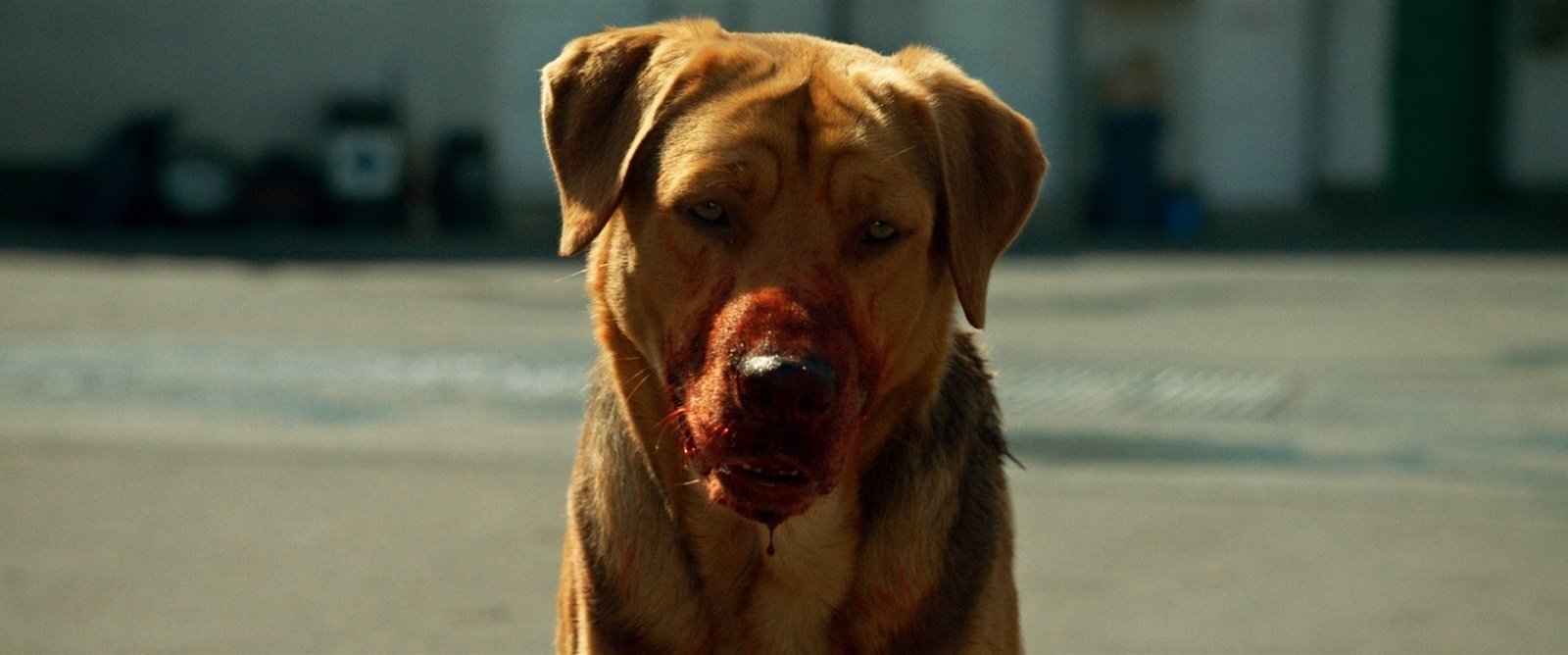 Cena de "White God" - Divulgação