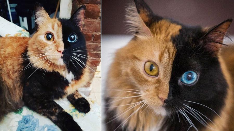 Quimera, uma gatinha argentina que tem "duas caras" - Reprodução/Instagram