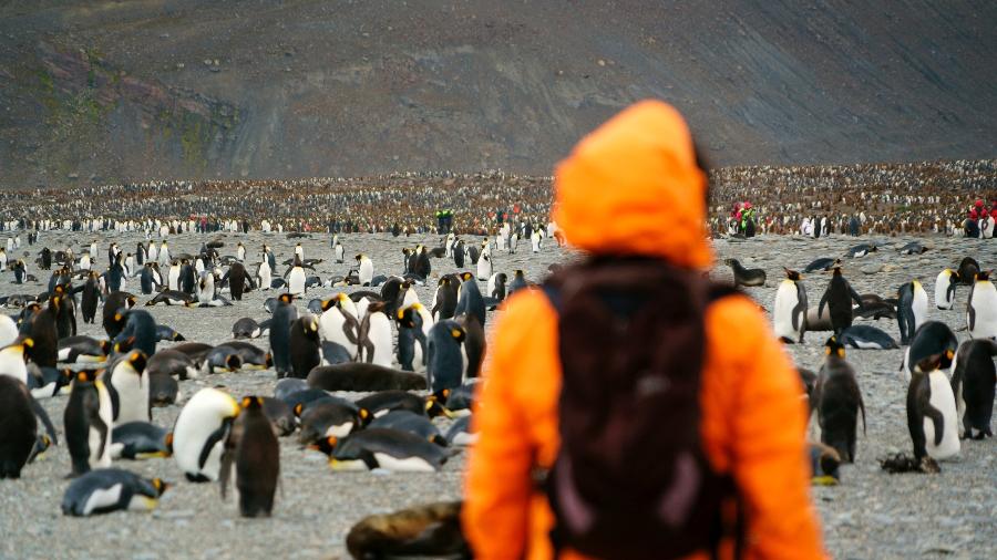 O pinguim-rei é uma das cinco espécies que habitam as Malvinas - Getty Images/iStockphoto