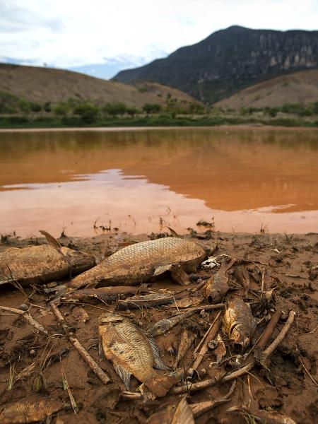 Rio de lama vindo do rompimeto da barragem em Mariana, atingiu o municipio de Resplendor e matou peixes e animais do Rio Doce - Fabio Braga/Folhapress