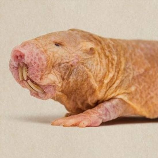 O mam&iacute;fero que n&atilde;o envelhece e pode ser a chave para humanos vencerem o  c&acirc;ncer - 07/01/2023 - UOL VivaBem