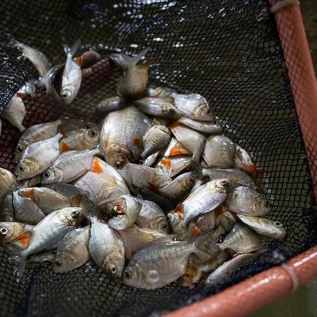 Pesca de tambaqui - Foto Wenderson Araujo/Trilux