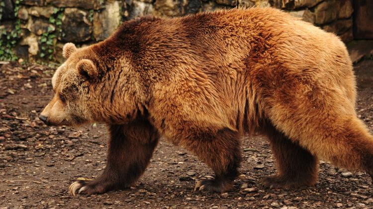 Urso pardo andando na floresta  - Getty Images - Getty Images