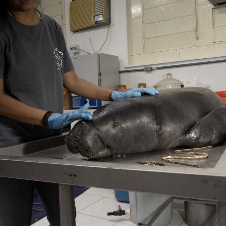 Corpo de peixe-boi encontrado em Coari.