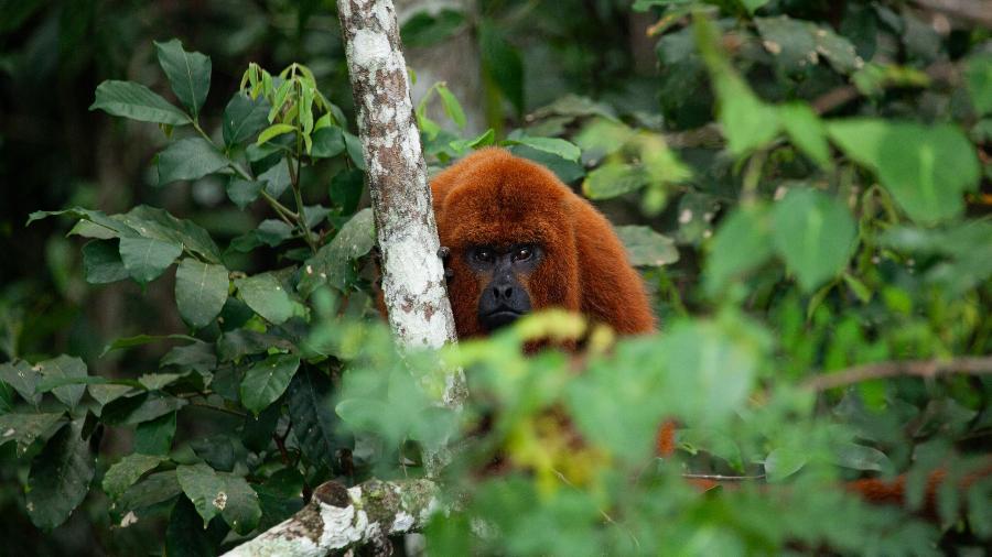 Domi, um macho de bugio-ruivo, foi reintroduzido no Parque Estadual do Rio Vermelho, em março de 2024, junto com sua parceira, Mãe Ruiva, e o filhote, Peri Domi, um macho de bugio-ruivo, foi reintroduzido no Parque Estadual do Rio Vermelho, em março de 2024, junto com sua parceira, Mãe Ruiva, e o filhote, Peri