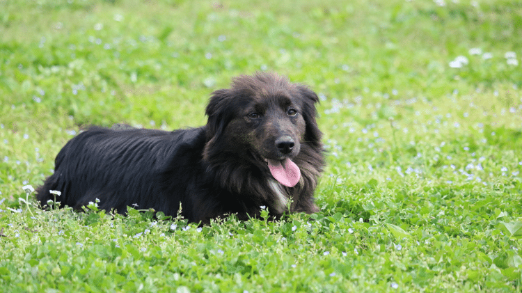 Cão vira-lata Cão vira-lata