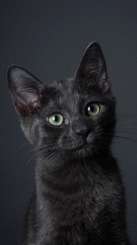 Além do gato preto: outras cores dos felinos têm significados espirituais -  31/08/2022 - UOL Universa