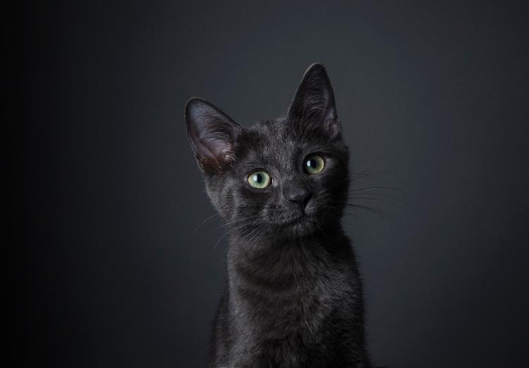 In the Middle Ages, black cats were persecuted by the Inquisition - iStock - iStock