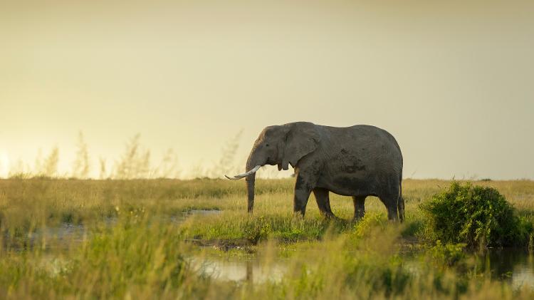 Elefante africano: pênis de um metro Elefante africano: pênis de um metro