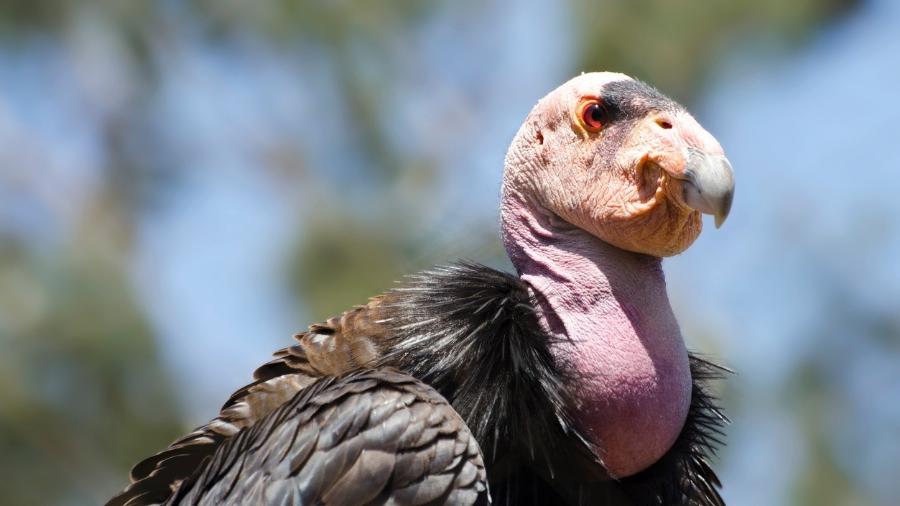 Condor-da-Califórnia - NNehring/Getty Images