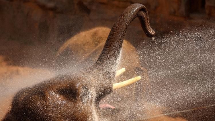 Animais de um zoológico em Chester ganharam comida congelada e banho frio para se refrescarem - REUTERS/Phil Noble - REUTERS/Phil Noble