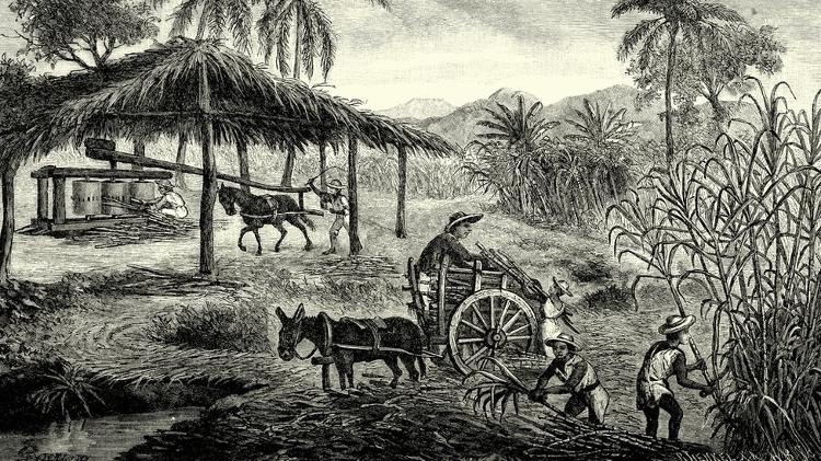 Illustration of a sugar plantation in Cuba - Getty Images - Getty Images