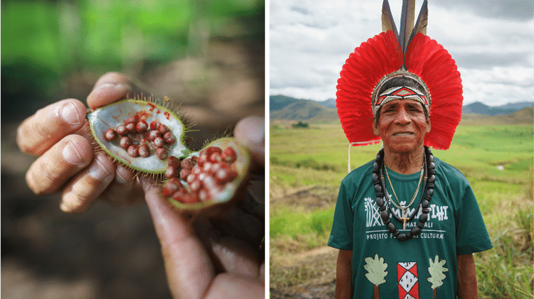 À esquerda, urucum plantado em área de reflorestamento do projeto Hãmhi; à direita, o pajé Manoel Damásio, da aldeia Nova Vila