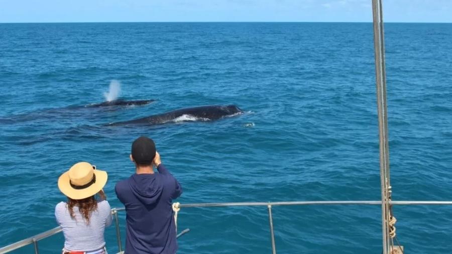 Turistas observam baleias no Parque Nacional Marinho dos Abrolhos