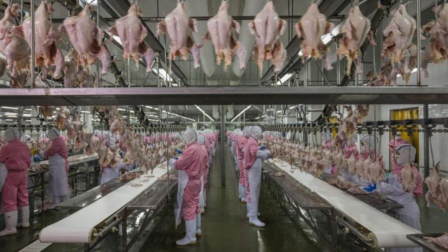 Frangos na China: a indústria da alimentação é tema do fotojornalista George Steinmetz - George Steinmetz / Cosmos