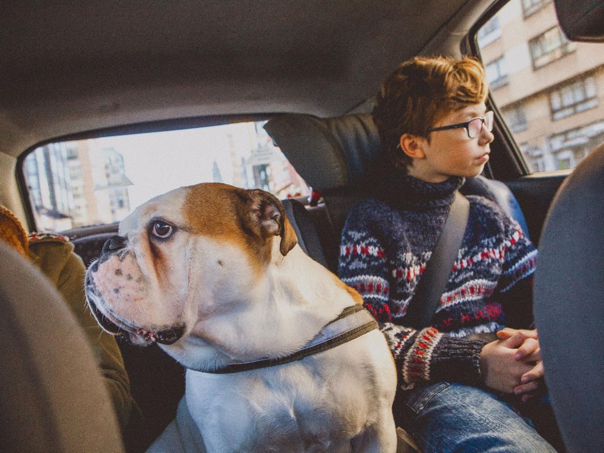 Férias Escolares: Como a Rotina Muda e Estressa Seu Pet