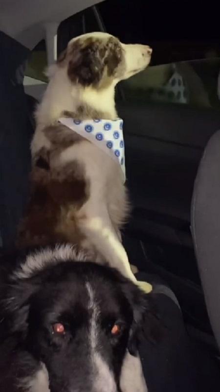 Cães de Fiuk dentro do carro do cantor - Reprodução/Instagram - Reprodução/Instagram